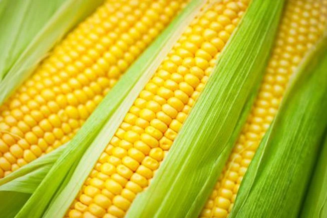 maize-corn