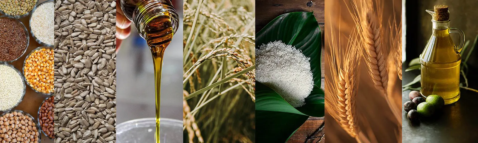 About Us Amoli International