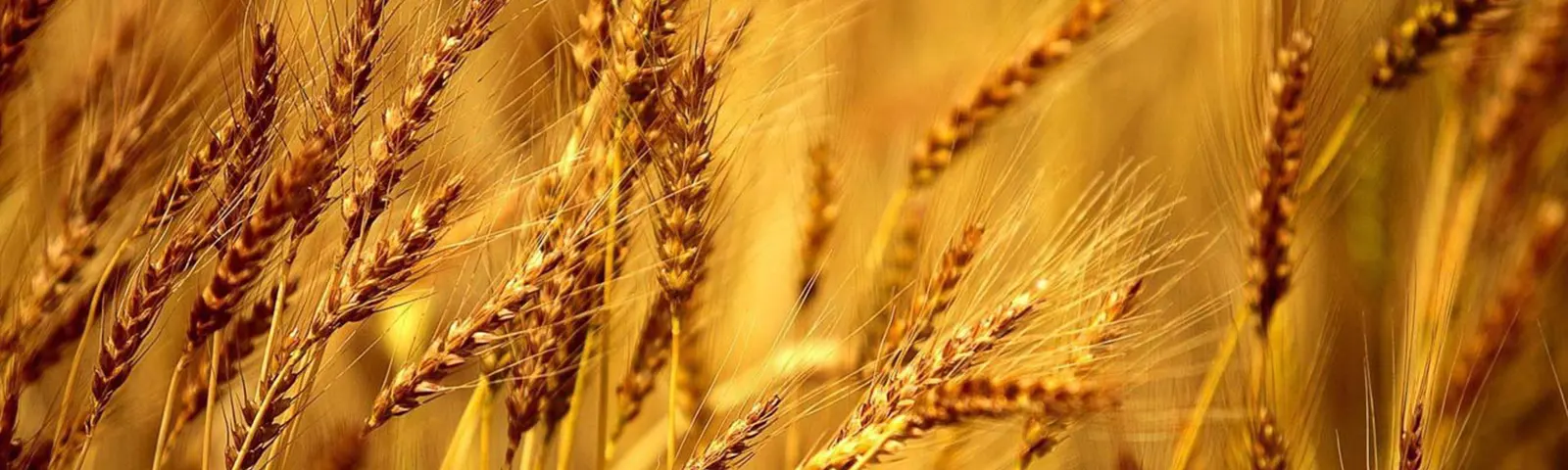 Agri Commodities List