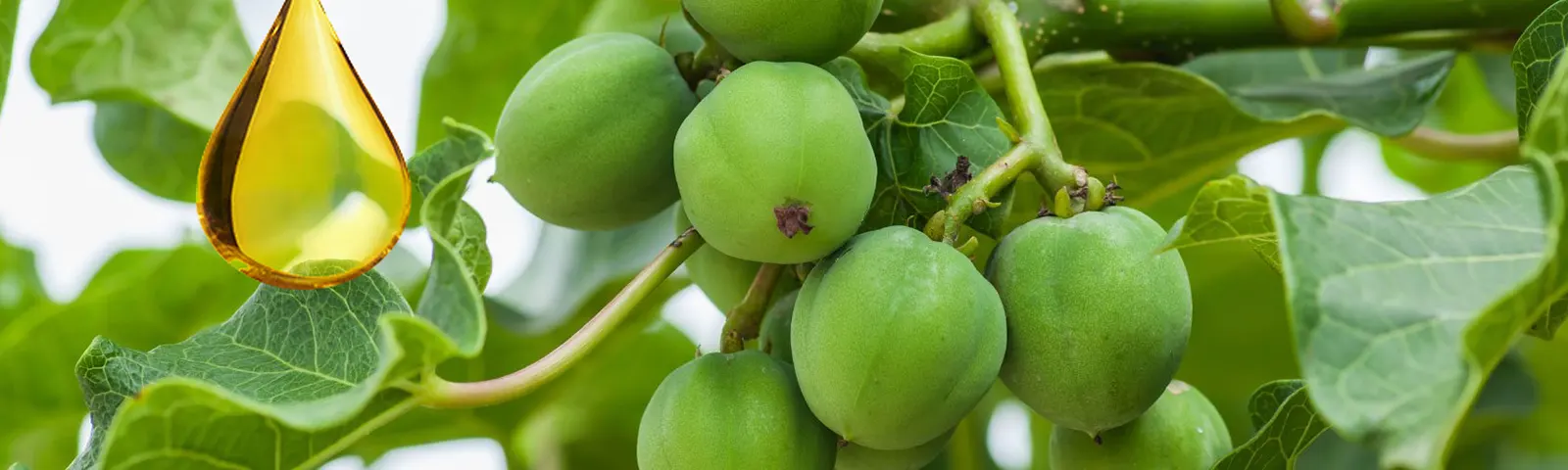 Jatropha Oil