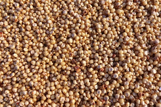 Sorghum